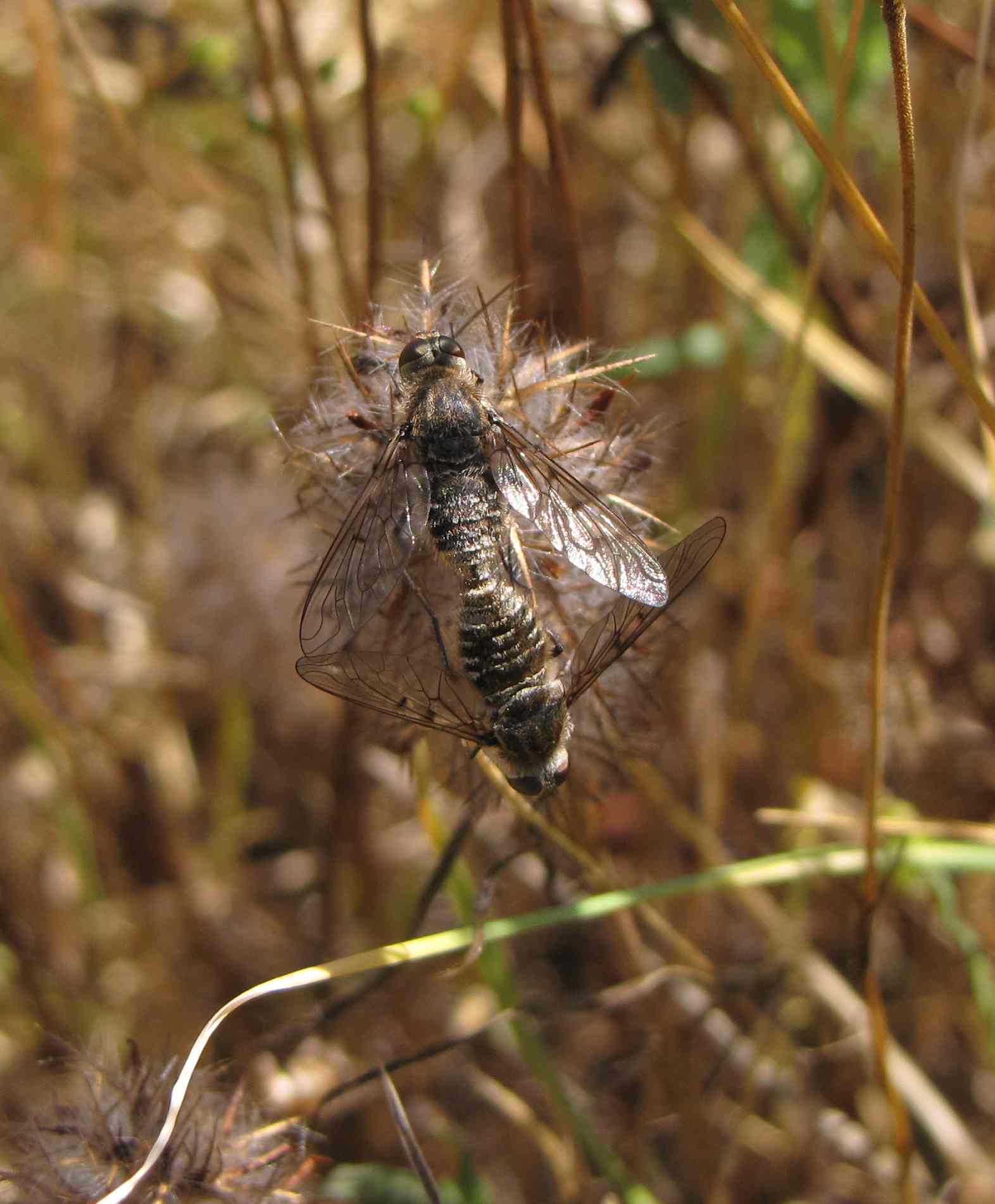 Anthrax binotatus ♀-♂ (Bombyliidae)